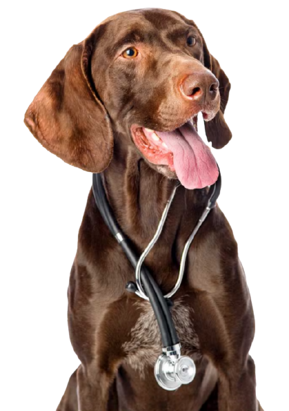 Brown dog with stethoscope